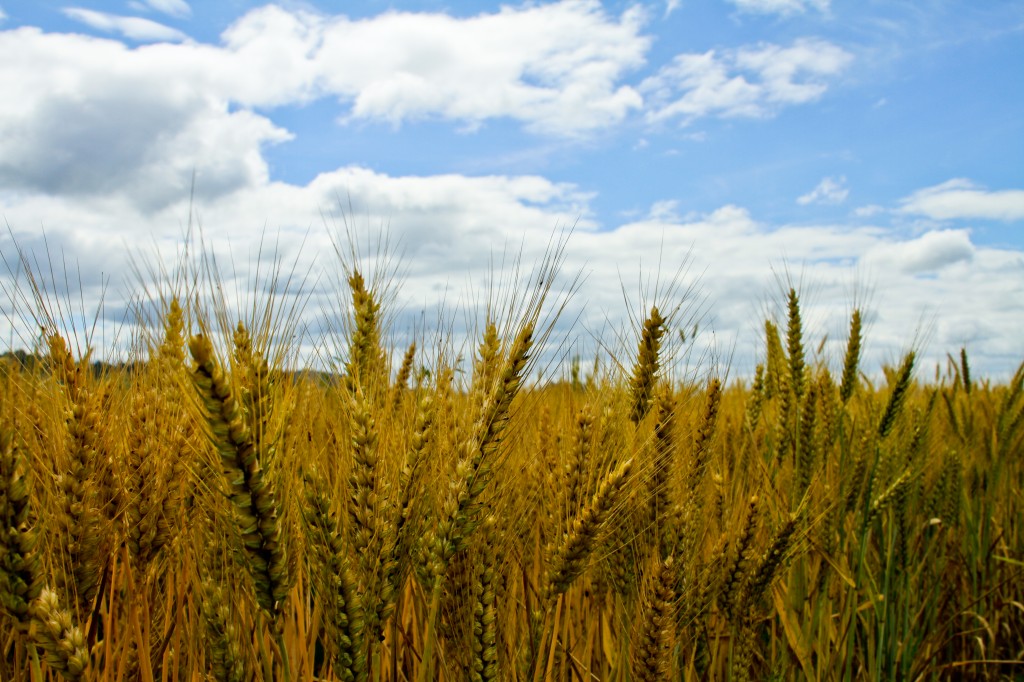 Photo of a wheat field I took not far from the farm I grew up on in Oregon's Willamette Valley