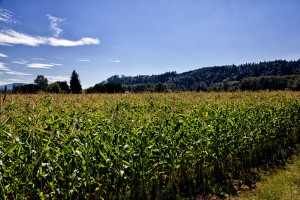 Corn field near Carnation WA 8-16-13